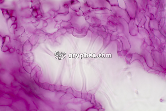 Feuille de Laurier rose - détail d'une crypte stomatifère CT x200 - gryphea.com